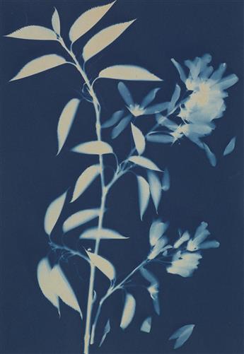BERTHA JAQUES (1863-1941) Group of 9 rich photograms of botanical specimens.